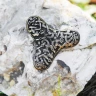 Trefoil-Shaped Fibula, Brass Brooch