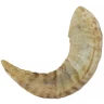 Genuine Natural Ram's Horn (1pc)