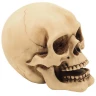 Set of 2 skulls 10cm Decorative Polyresin Figurines